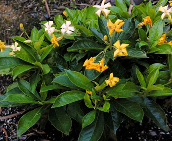 Hymenosporum flavum