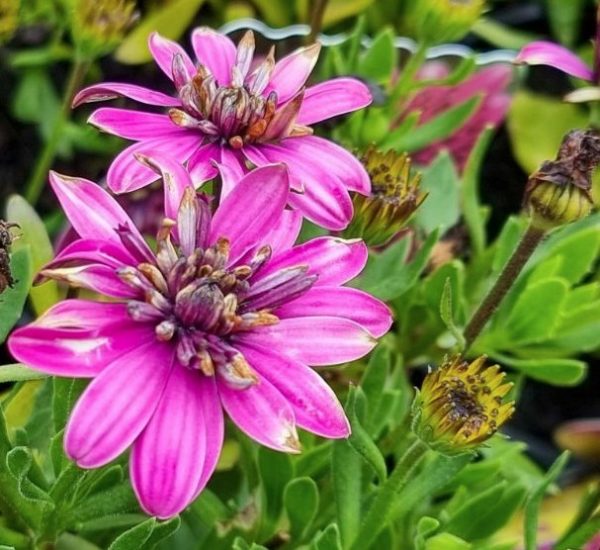 Osteospermum 3D Pink