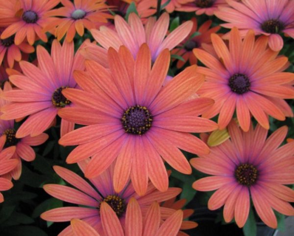 Osteospermum Serenity Bronze