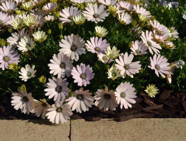 Osteospermum Serenity Spring Day