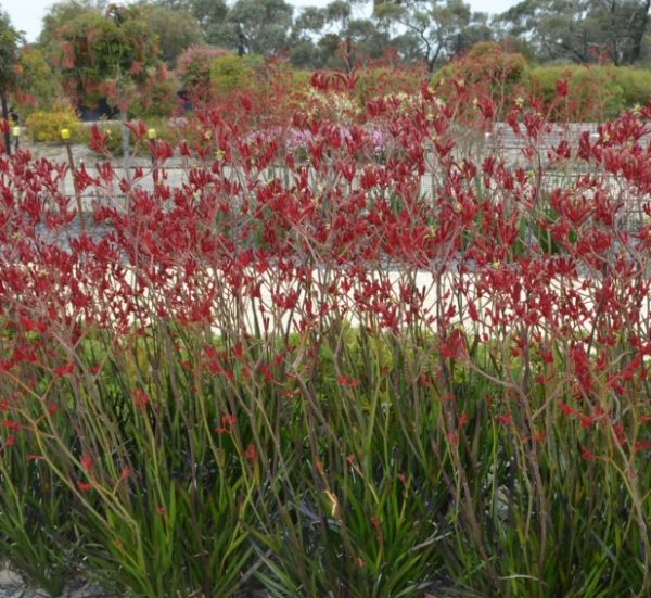 Anigozanthos flavidus