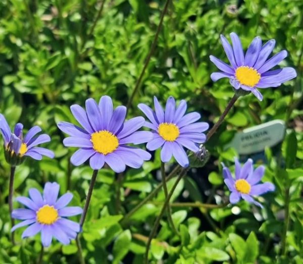 Blue Daisy