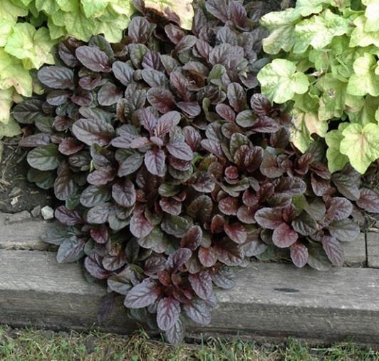 Ajuga Mahogany Mini