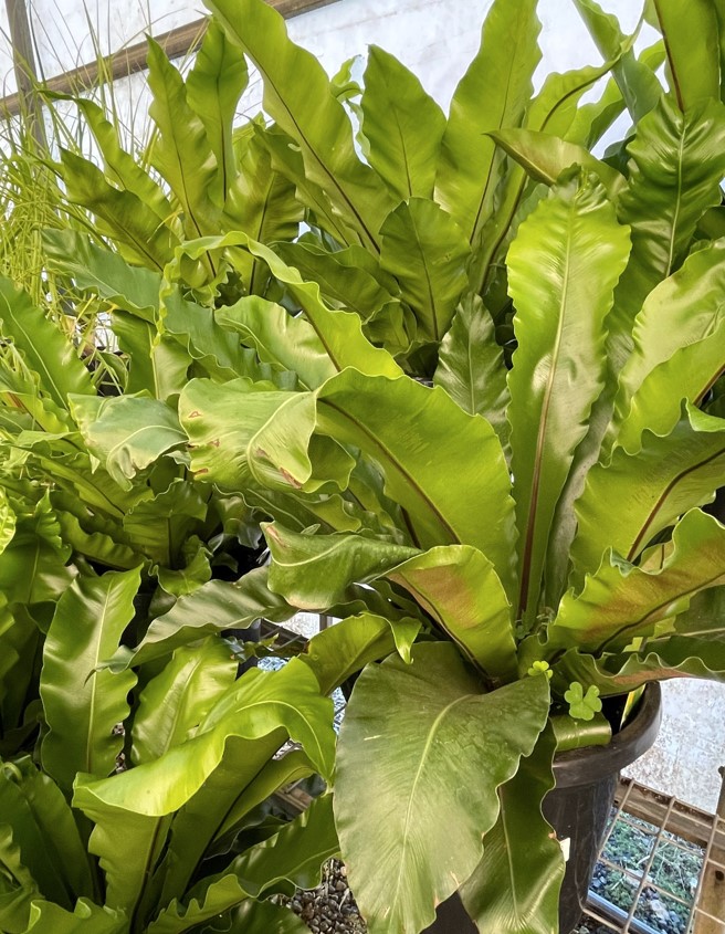 birds-nest-fern-plants-for-spaces