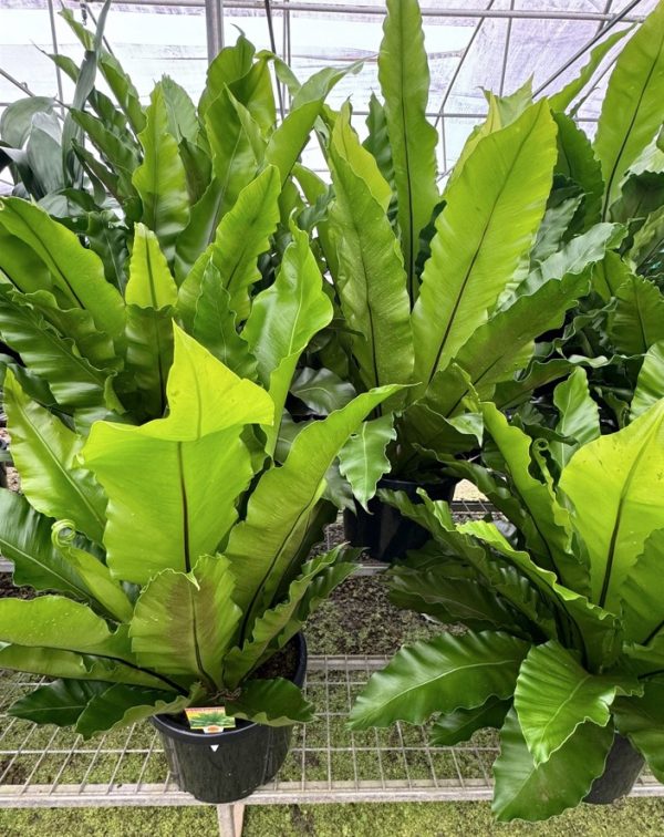 Birds Nest Fern 30cm