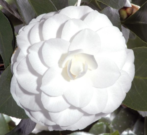 Camellia japonica Nuccios Gem