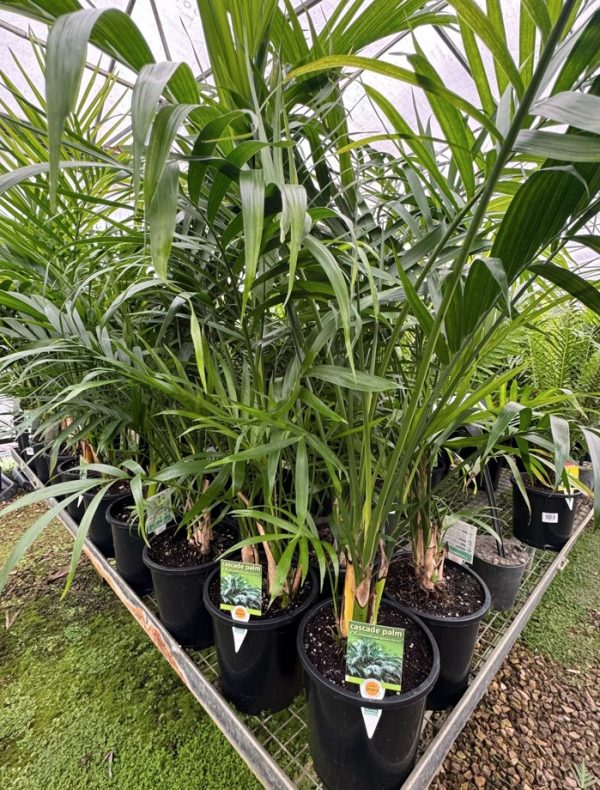 Cascade Palm