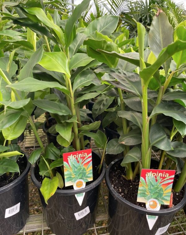 Dwarf Cardamon Ginger Alpinia nutans