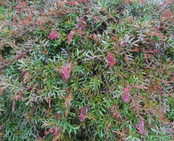 Grevillea Bronze Rover