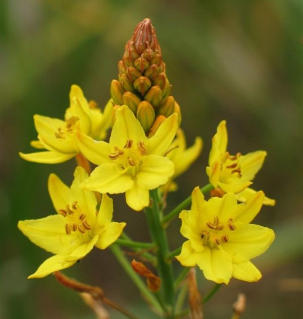 Bulbine Bulbosa