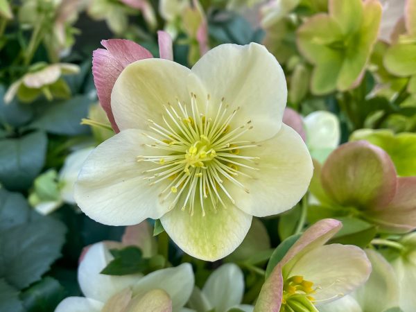 Helleborus Ice Breaker Max