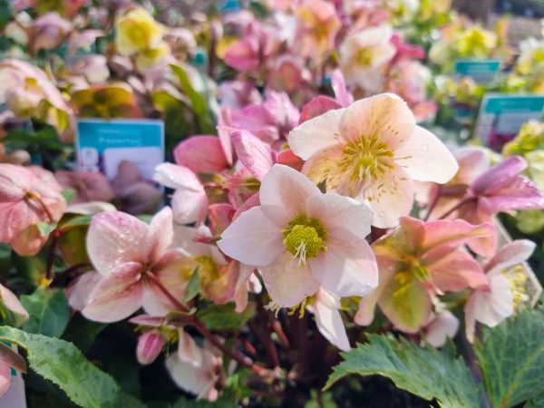 Helleborus Shooting Star