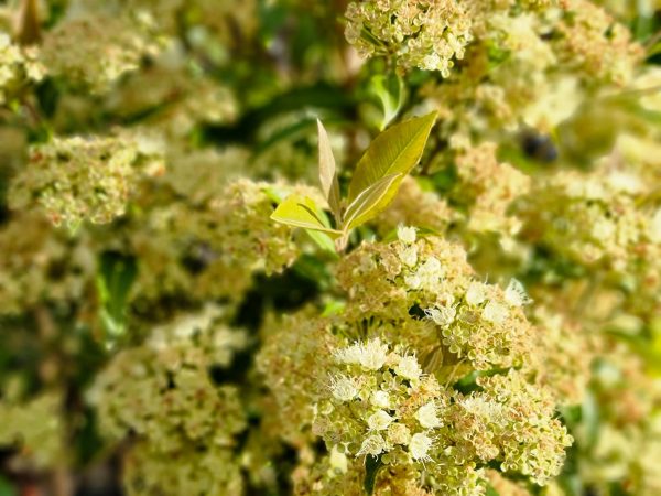 Lemon Scented Myrtle