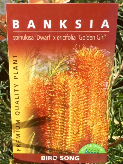 Banksia Bird Song