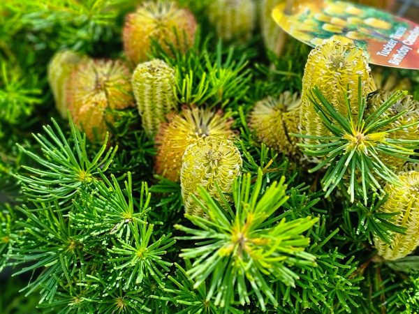 Banksia Birthday Candles