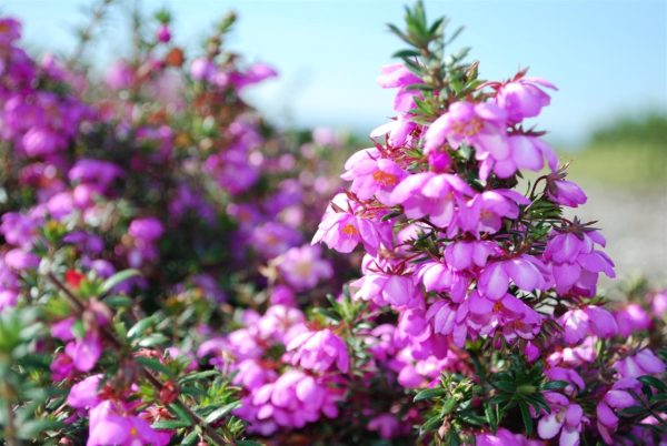 River Dog Rose