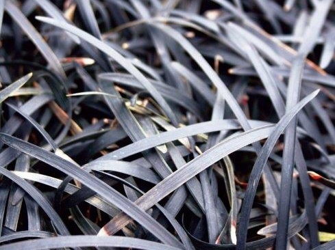 Ophiopogon