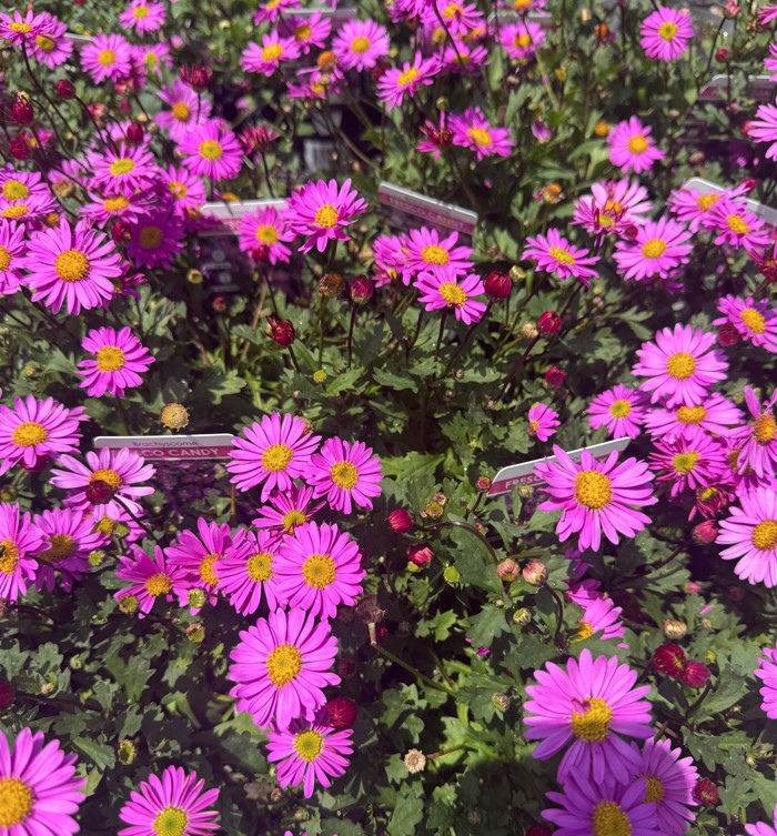 Candy-Pink-Brachyscome-Daisy Pink Daisy