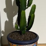 Cowboy Cactus in a cool pot