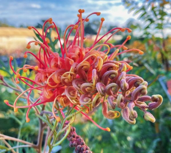 Grevillea Coconut Ice