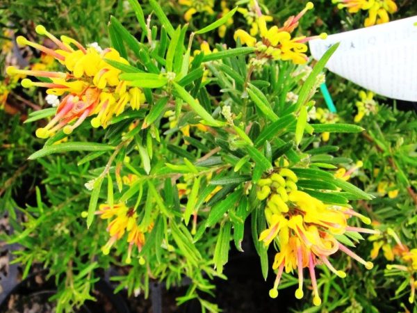 Grevillea Gold Rush