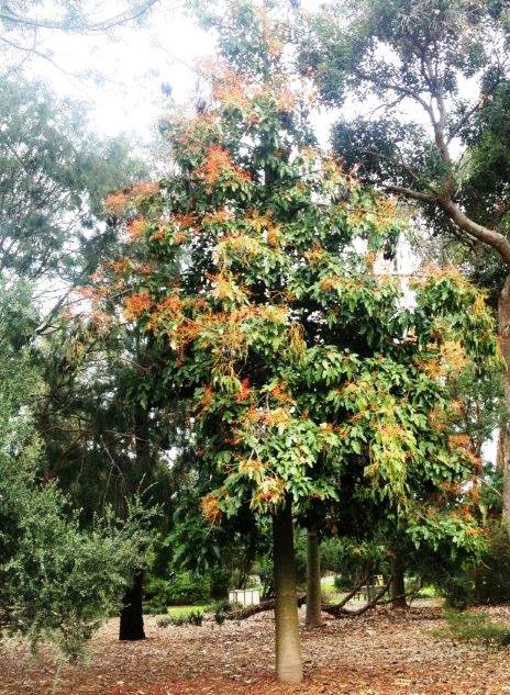 Illawarra Flame Tree