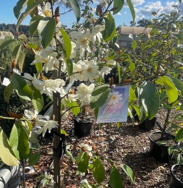 Magnolia hybrida Fairy White