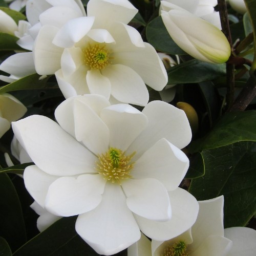 Magnolia Fairy White