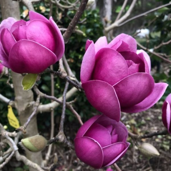 Magnolia Royal Purple