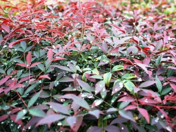 Nandina Flirt