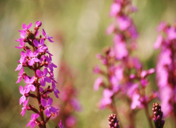 Stylidium graminifolium Trigger Plant