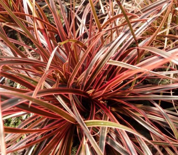 Red Hook Sedge Belindas Find