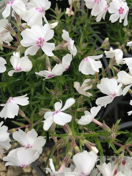 Phlox subulata Amazing Grace