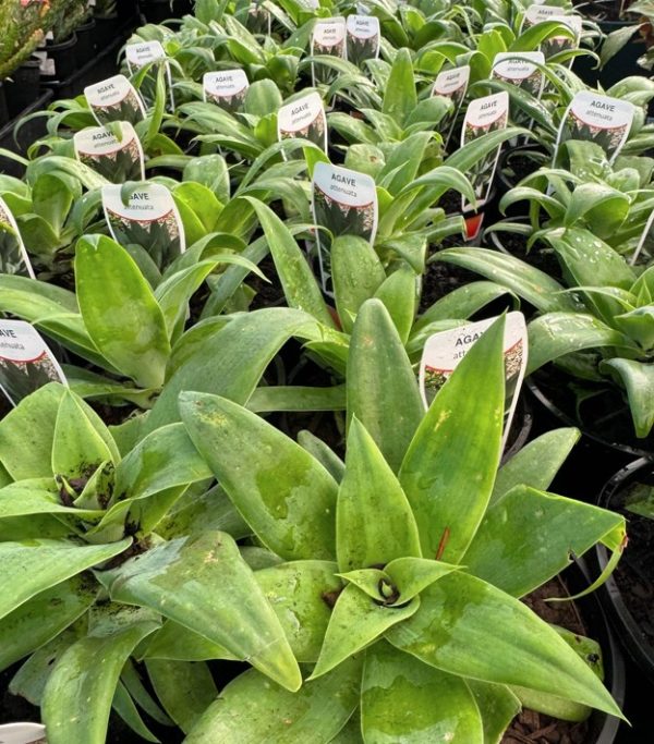 Foxtail Agave