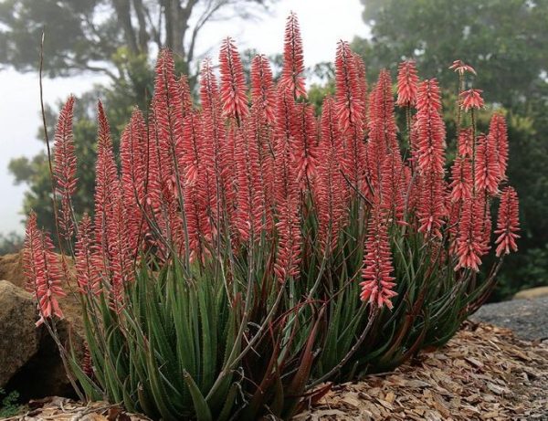 Aloe Mighty Coral
