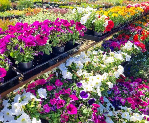 Annual Plants