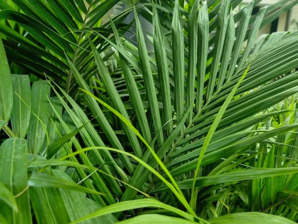 Bangalow Palm