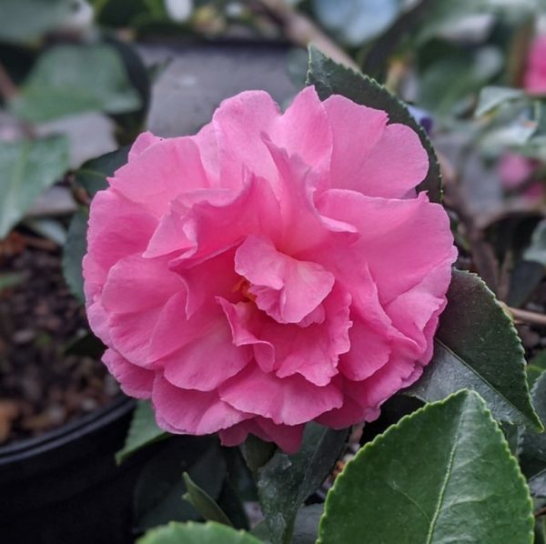 Camellia Marge Miller