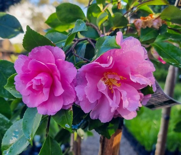 Camellia Marge Miller