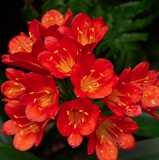 Clivia miniata Belgian Hybrid