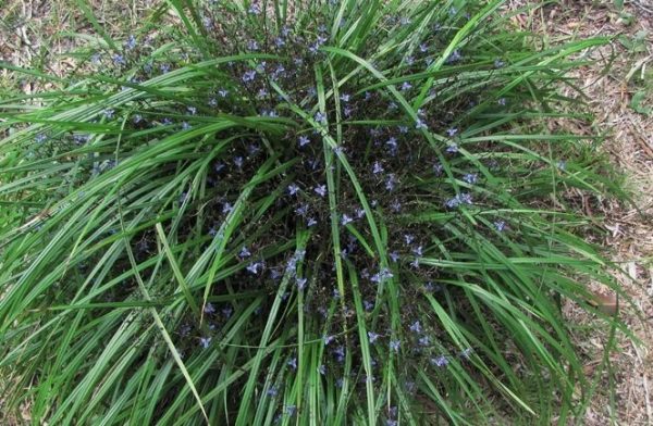 Dianella brevicaulis
