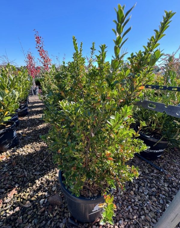 Euonymus Green Rocket. Japanese Spindle Bush