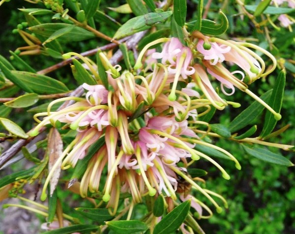 Grevillea Forest Rambler