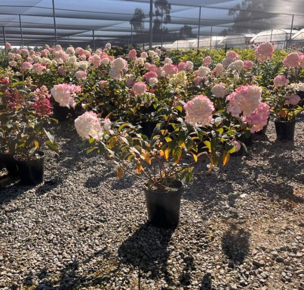 Hydrangea Sundae Fraise