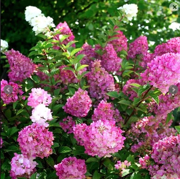 Hydrangea Sundae Fraise