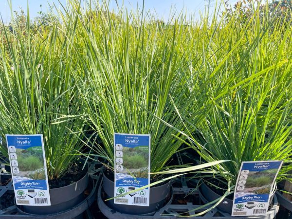 Lomandra longifolia Nyalla