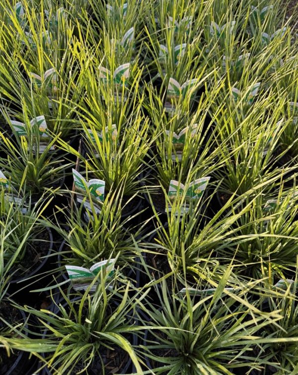 Lomandra longifolia Nyalla
