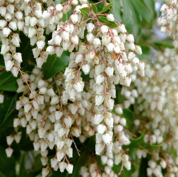 Pieris japonica White Cascade