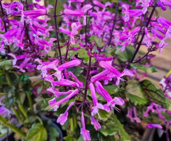 Plectranthus Mona Amethyst