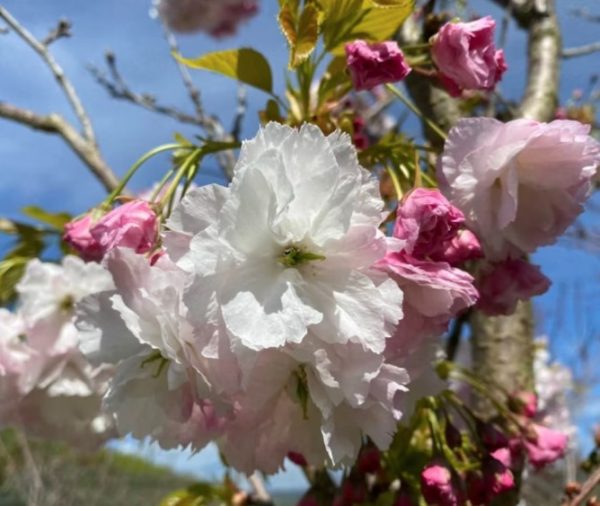 Japanese Cherry Shimidsu Sakura